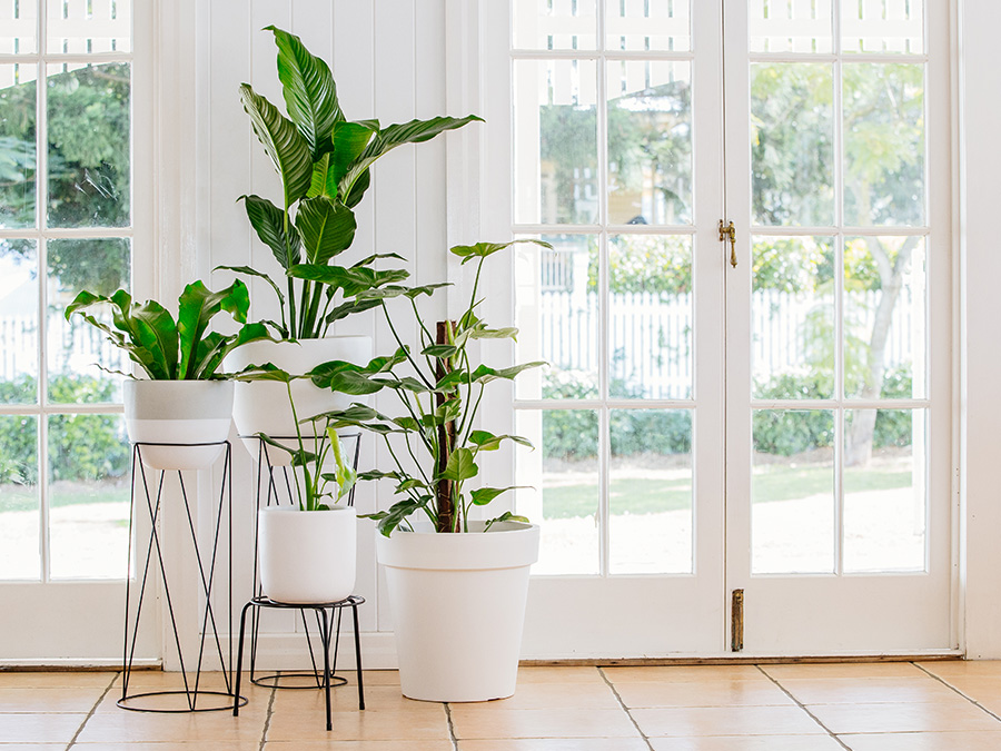 Oasis at Home: Indoor Greenery DIY Decor Inspiration