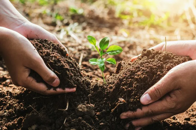 From Seed to Soil: How Sustainable Gardening Benefits the Environment