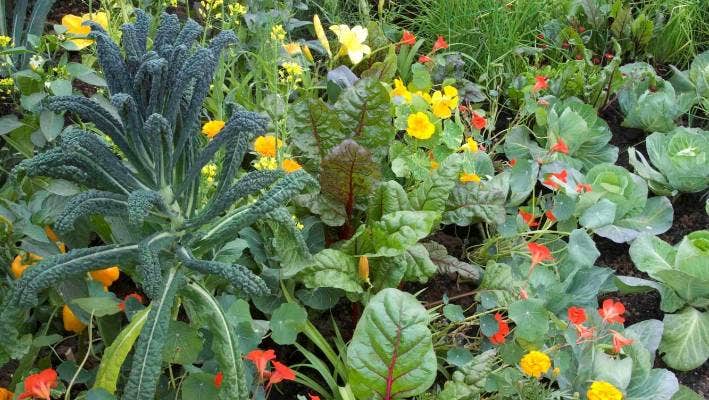 In Harmony with Nature: The Principles of Sustainable Gardening