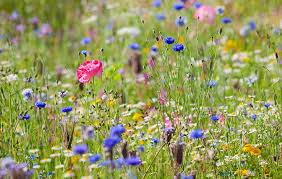 The World of Wildflowers: A Guide to Plant Identification in the Wild