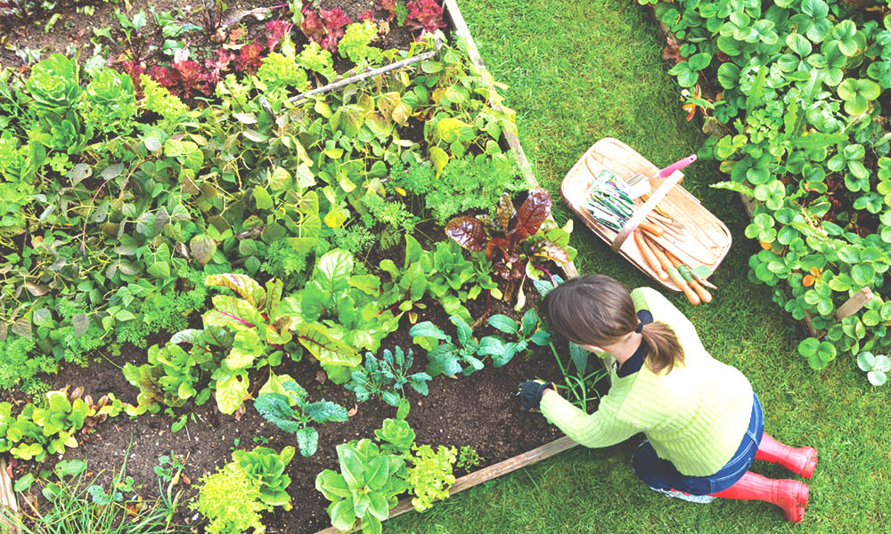 Sowing Sustainability: Tips for Creating a Sustainable Garden