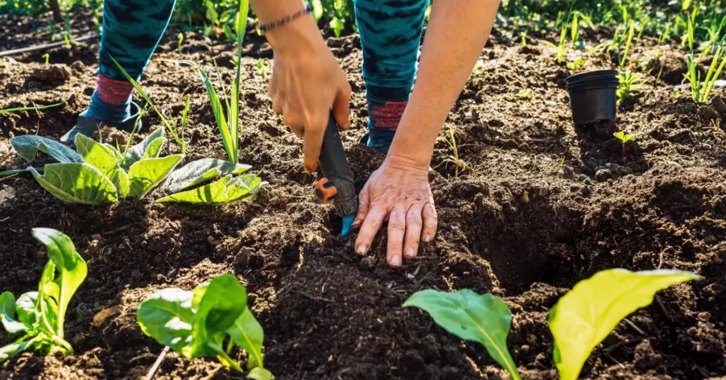 Sustainable Gardening Practices: Nurturing the Earth and Your Plants