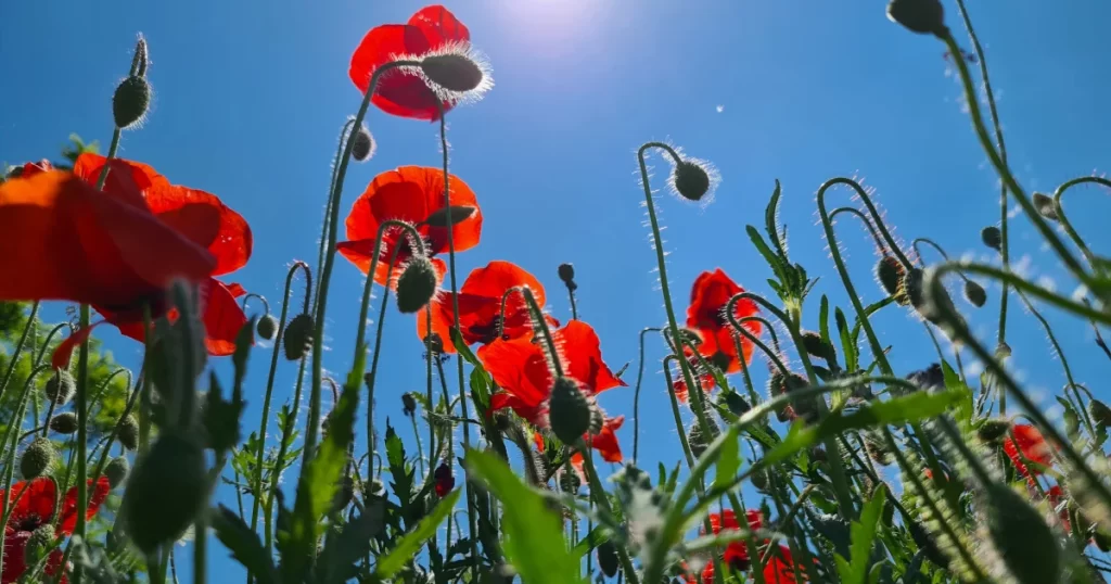 Plant Identification and Conservation: The Connection to Protecting Biodiversity