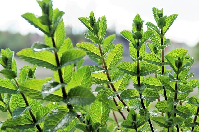 Plant ID Challenges: Can You Name That Plant?